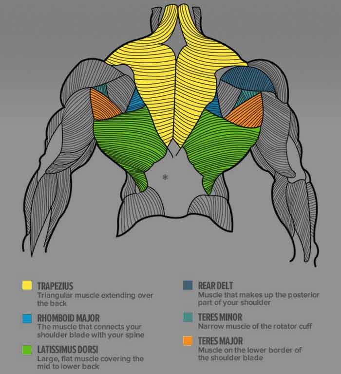 back anatomie